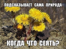 Когда сеять ? Природа подскажет ! Когда сеять ? Природа подскажет !