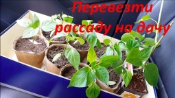 Транспортировка рассады на дачу Транспортировка рассады на дачу
