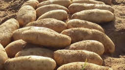 Самая длинная картошка Самая длинная картошка