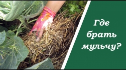 Где брать живую мульчу ? Где брать живую мульчу ?