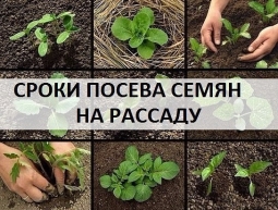 Считаем сроки Считаем сроки