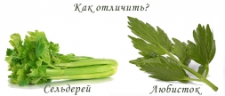 Сельдерей и любисток - сходства и различия Сельдерей и любисток - сходства и различия