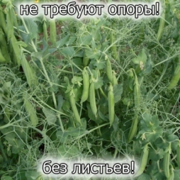 Безлистный горох Безлистный горох