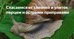 Перцовая защита Перцовая защита
