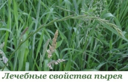 Лечебные свойства пырея Лечебные свойства пырея