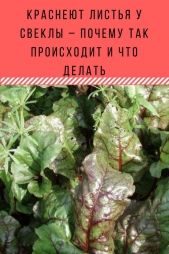 Почему у свеклы краснеют листья Почему у свеклы краснеют листья