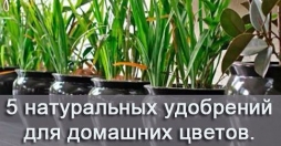 5 НАТУРАЛЬНЫХ УДОБРЕНИЙ ДЛЯ ДОМАШНИХ ЦВЕТОВ 5 НАТУРАЛЬНЫХ УДОБРЕНИЙ ДЛЯ ДОМАШНИХ ЦВЕТОВ