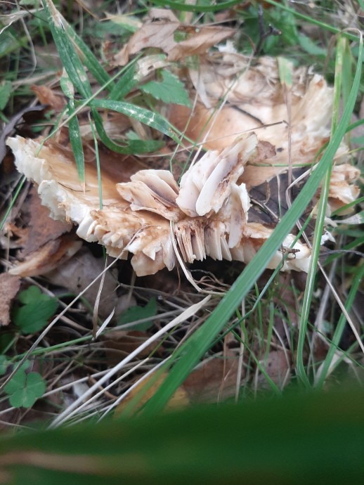 Что за гриб?