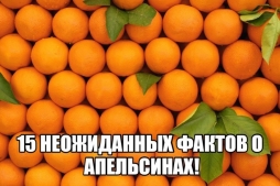Немного об апельсинах Немного об апельсинах