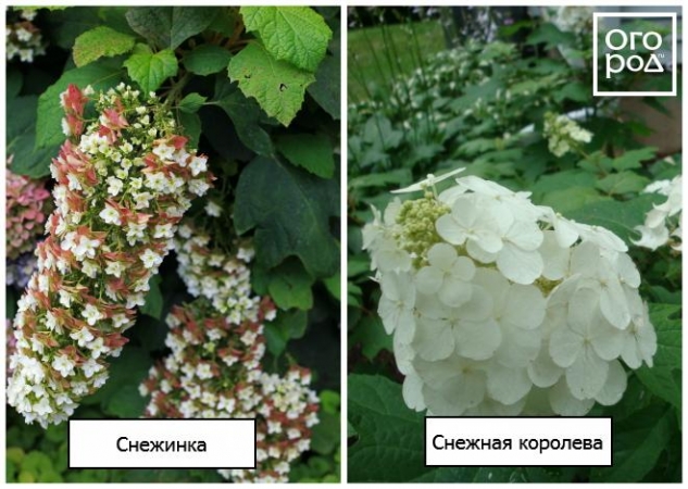 Топ-10 лучших сортов гортензии для средней полосы России Топ-10 лучших сортов гортензии для средней полосы России