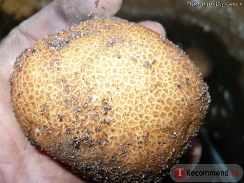 Неопознанный сорт картофеля