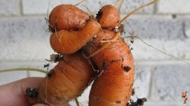 Смешные овощи! Смешные овощи!