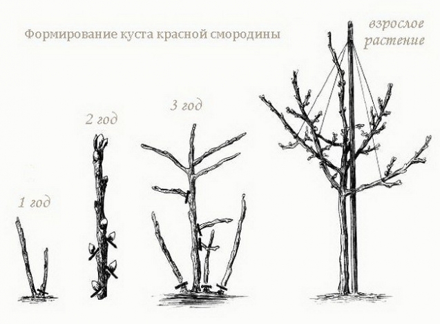КАК СДЕЛАТЬ ИЗ СМОРОДИНЫ И КРЫЖОВНИКА ДЕРЕВЦЕ ШТАМБОВОЙ ФОРМЫ. КАК СДЕЛАТЬ ИЗ СМОРОДИНЫ И КРЫЖОВНИКА ДЕРЕВЦЕ ШТАМБОВОЙ ФОРМЫ.