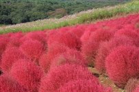 КОХИЯ - НЕЖНАЯ КРАСОТА ВАШЕГО САДА КОХИЯ - НЕЖНАЯ КРАСОТА ВАШЕГО САДА