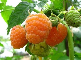 Малина желтая Малина желтая