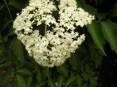 Бузина черная, лечебная Бузина черная, лечебная