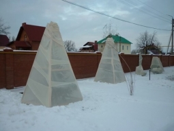 ЧЕМ И КАК УКРЫТЬ ВИШНЮ НА ЗИМУ, ЧТОБЫ ЗАЩИТИТЬ ОТ МОРОЗОВ