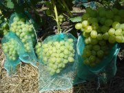 Сетки-мешочки для винограда Сетки-мешочки для винограда
