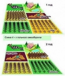 Правильный севооборот культур Правильный севооборот культур