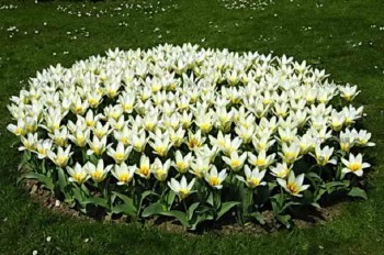 Какие низкорослые многолетники посадить, чтобы цвели все лето Какие низкорослые многолетники посадить, чтобы цвели все лето