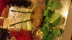 Модный метод укоренения черенка розы! Модный метод укоренения черенка розы!