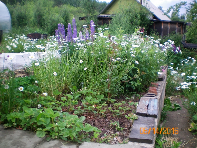 Мои растишки. Мои растишки.