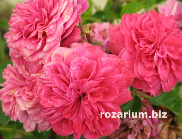 РОЗЫ РОЗЫ