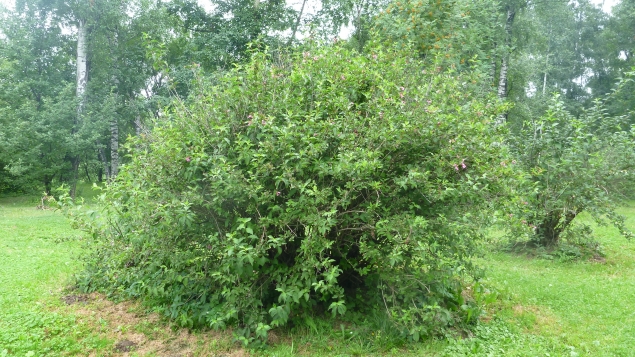 Вейгела Вейгела