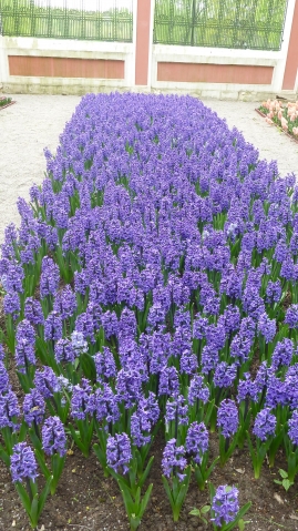 Весеннее Кусково Весеннее Кусково