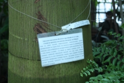 Ройстонея королевская, пальма Ройстонея королевская, пальма