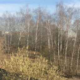 Дача в черте города Дача в черте города