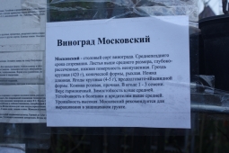 Виноград для Подмосковья Виноград для Подмосковья