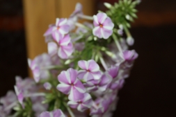 Флокс, секреты успеха Флокс, секреты успеха