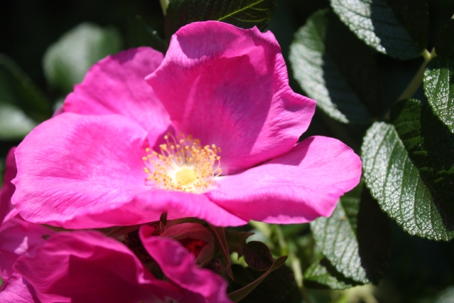 Природа вдохновила Природа вдохновила