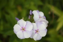 Природа вдохновила Природа вдохновила