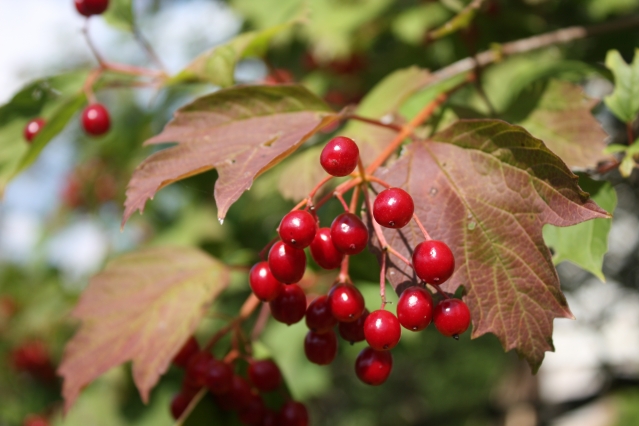 Природа вдохновила Природа вдохновила