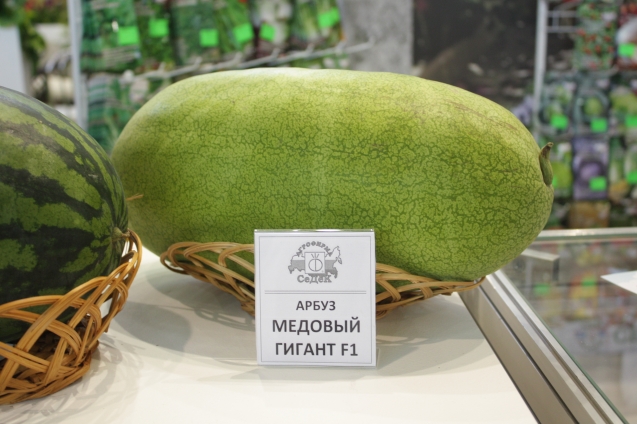 Фирма - производитель семян Фирма - производитель семян