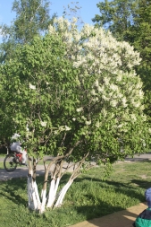 Сажаем сирень Сажаем сирень
