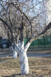 Осенний уход за яблоней Осенний уход за яблоней