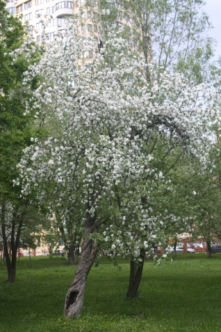 Осенний уход за яблоней Осенний уход за яблоней