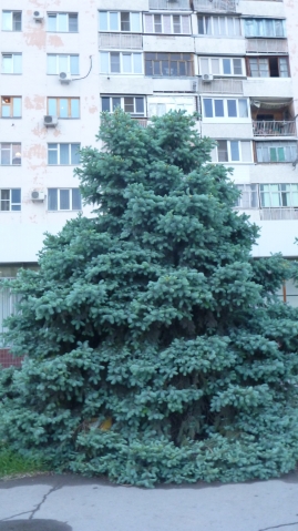 Как вырастить голубую ель? Как вырастить голубую ель?