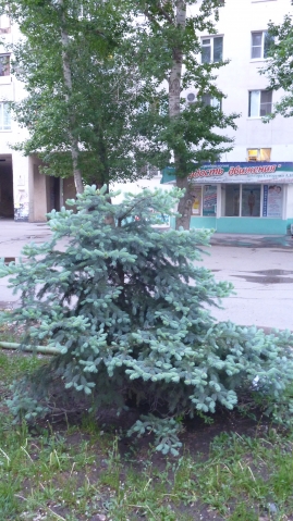 Как вырастить голубую ель? Как вырастить голубую ель?