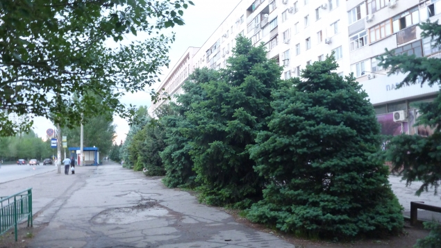 Как вырастить голубую ель? Как вырастить голубую ель?