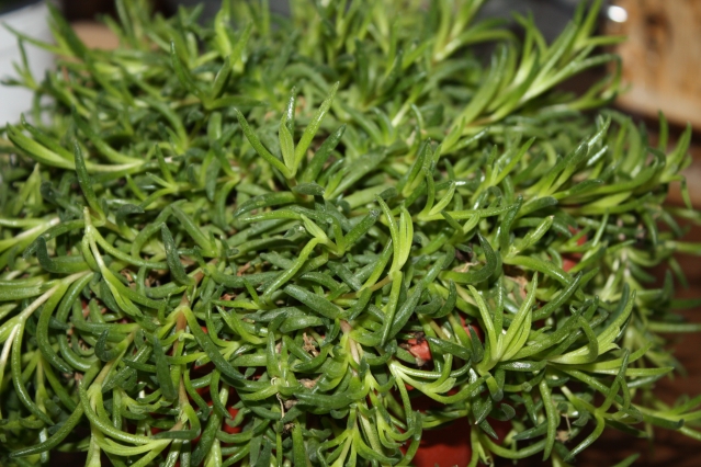 Делосперма (Delosperma) – звездная пыль в вашем саду и доме Делосперма (Delosperma) – звездная пыль в вашем саду и доме