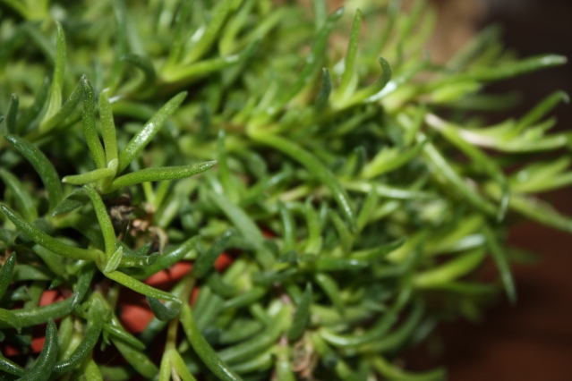 Делосперма (Delosperma) – звездная пыль в вашем саду и доме Делосперма (Delosperma) – звездная пыль в вашем саду и доме