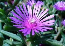 Делосперма (Delosperma) – звездная пыль в вашем саду и доме Делосперма (Delosperma) – звездная пыль в вашем саду и доме