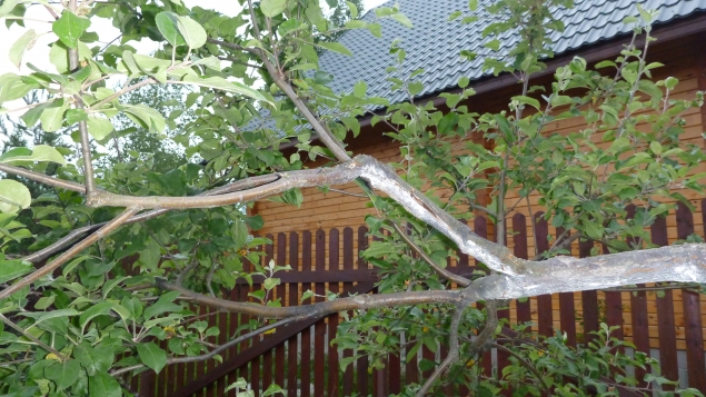 Если яблоня сломалась Если яблоня сломалась