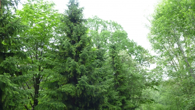 Лунные циклы и растения Лунные циклы и растения