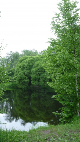 Лунные циклы и растения Лунные циклы и растения