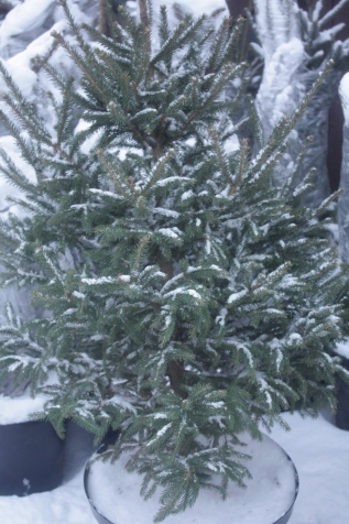 Продлить жизнь живой ёлочке можно! Продлить жизнь живой ёлочке можно!